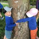 Measuring tree trunks.