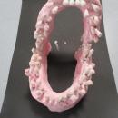 model teeth